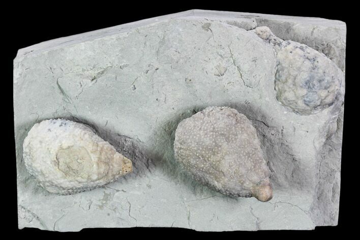 Cystoid Fossil (Holocystites) Plate - Indiana #106270